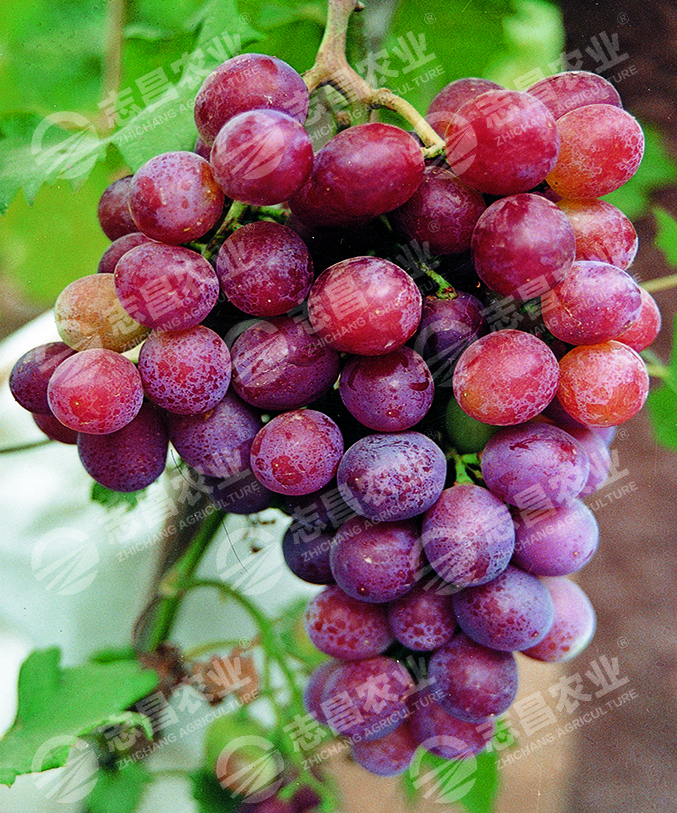 矢富羅莎網(wǎng)站.jpg
