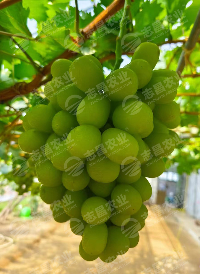 紹星九號網(wǎng)站.jpg