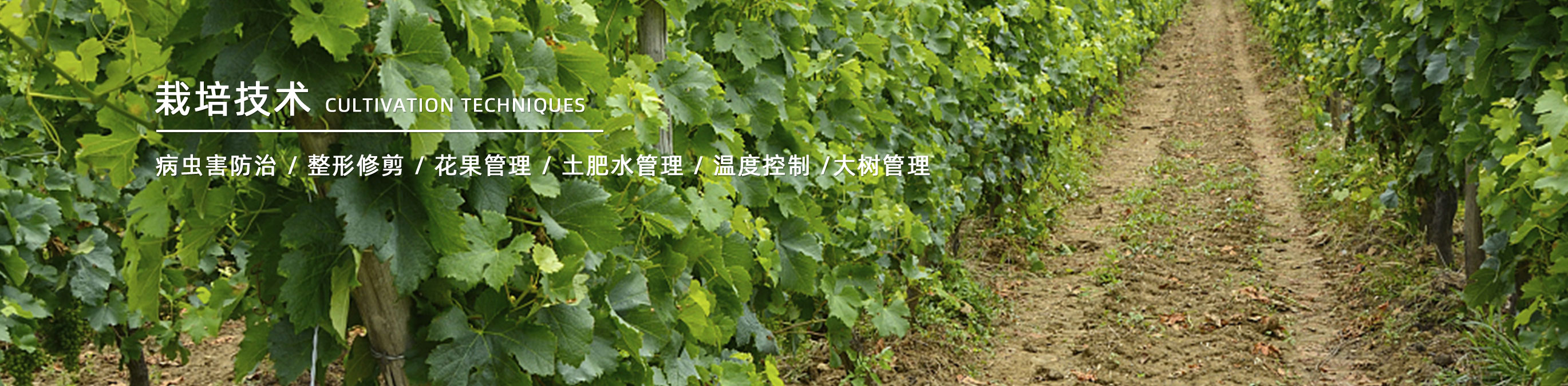 技術(shù)指導(dǎo)(圖3)