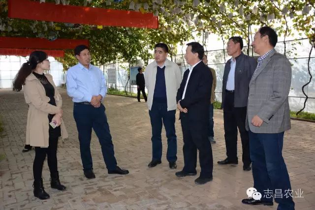 山東省供銷社領(lǐng)導(dǎo)到莒縣志昌果品專業(yè)合作社調(diào)研指導(dǎo)工作(圖1)